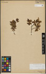 Foto von Salix waldsteiniana Willd.